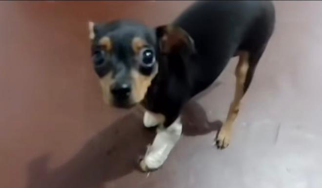 Denuncian que perrita de tres meses fue lanzada desde un balcón en Bucaramanga