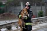 Este es el país que cambió sus leyes para salvar a los animales en incendios e inundaciones