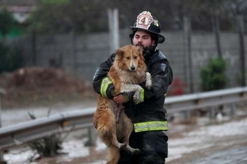 Este es el país que cambió sus leyes para salvar a los animales en incendios e inundaciones