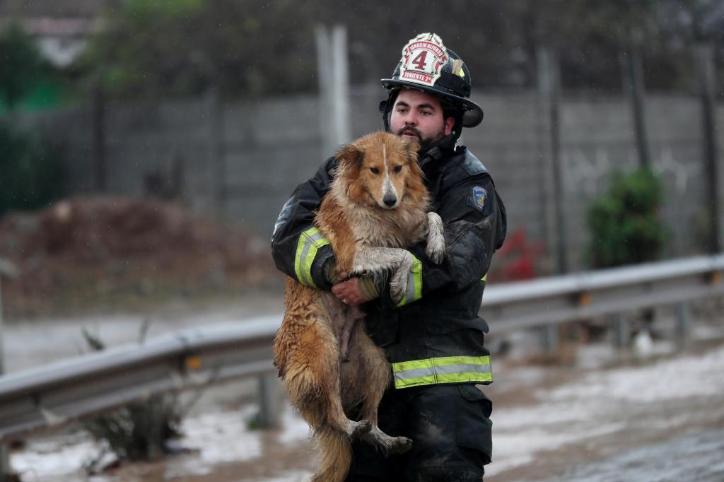 FOTODELDÍA AME1763. LA SERENA (CHILE), 21/07/2026.- Un bombero rescata a un perro en una zonas afectada por el desborde de la quebrada Santa Gracia en el sector El Islón este martes, en La Serena (Chile). Las autoridades chilenas declararon alerta roja en cuatro comunas de la región de Valparaíso, en el centro del país, y la extensión de la suspensión de clases en la zona ante el riesgo de desborde del río Aconcagua, anunció el Servicio Nacional de Prevención y Respuesta ante Desastres (Senapred). EFE/ Hernán Contreras