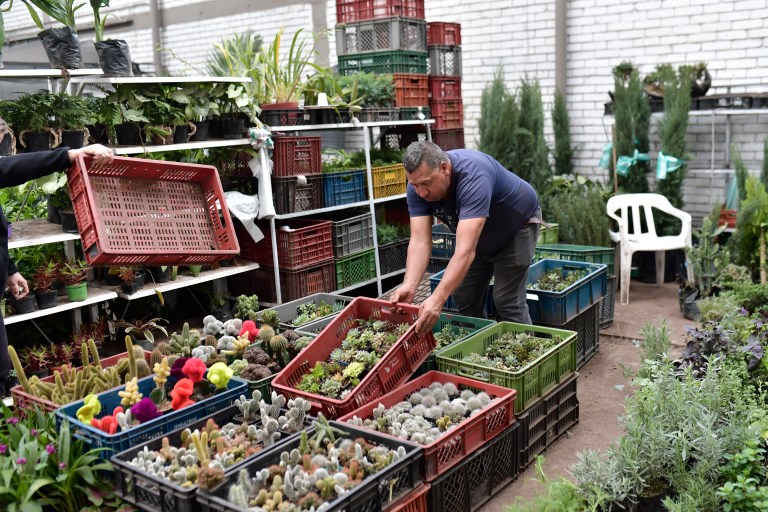 En el Mercado Nacional de Plantas, puede encontrar plantas pequeñas, plantas grandes, flores, follaje, aromáticas e implementos para jardinería.