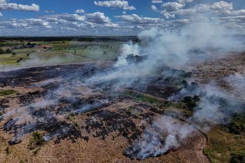 En 2025 el mundo perdió menos bosques tropicales que en 2024, pero estamos lejos de la meta