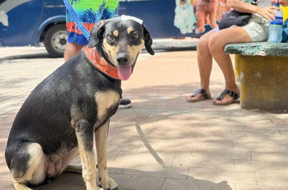 Jornadas de bienestar animal en Cundinamarca