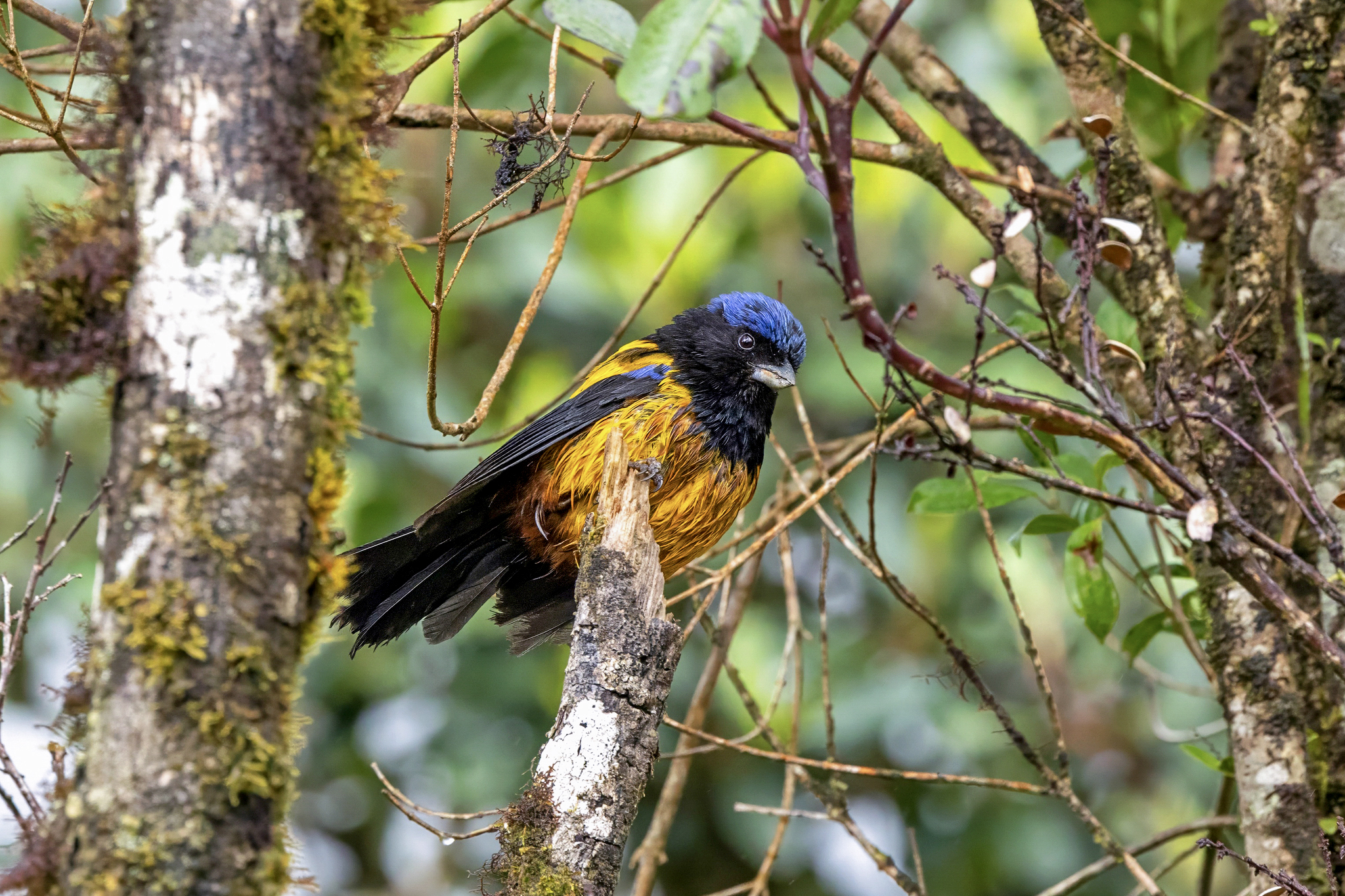 La tangara dorsidorada, o tangara-de-montaña de dorsodorado es una de las 14 especies que podrían perder su hábitat por el cambio climático.