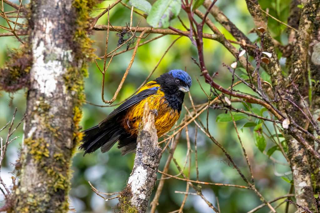 La tangara dorsidorada, o tangara-de-montaña de dorsodorado es una de las 14 especies que podrían perder su hábitat por el cambio climático.