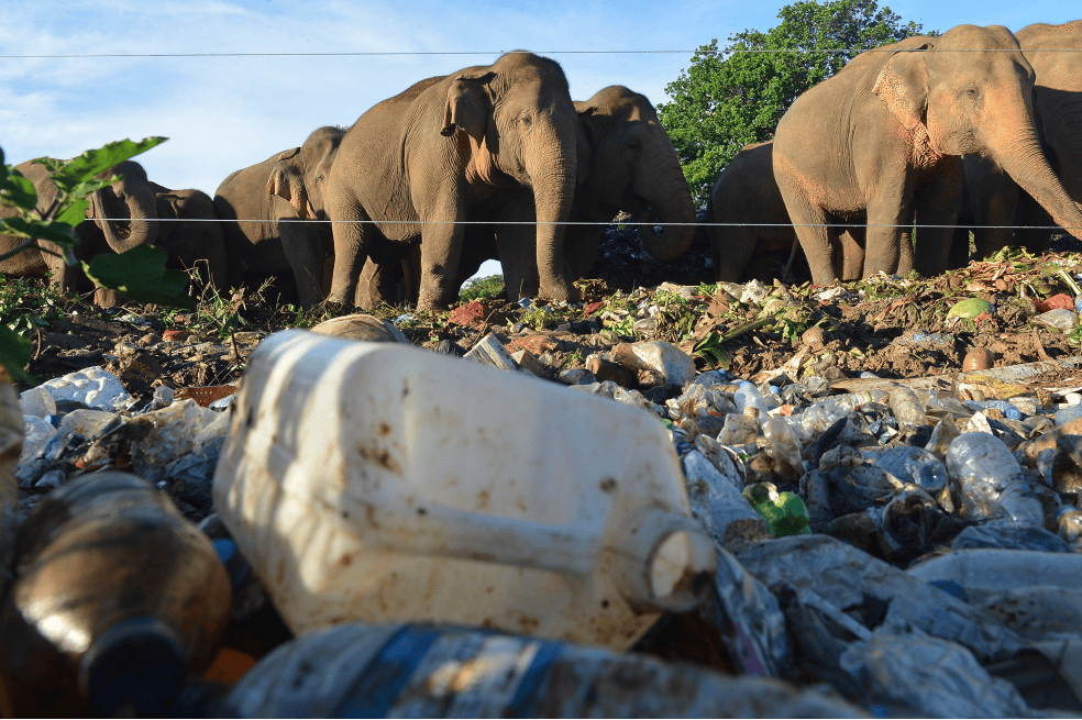 Los tres mayores de Sri Lanka están ubicados junto a zonas protegidas de elefantes y es habitual verlos entre montones de plástico o papel en busca de restos vegetales.