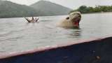 En video: otro elefante marino fue visto en el Pacífico colombiano
