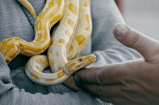 Serpiente muere tras ser mordida dos veces por un hombre