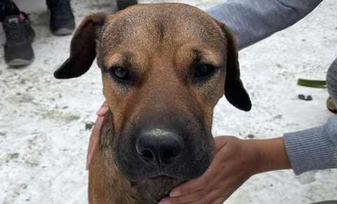 Video: rescatan a perro que nadaba a la deriva en mar de Ecuador