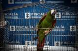 Vivían tras las rejas y con las alas dañadas: así rescataron a cuatro aves