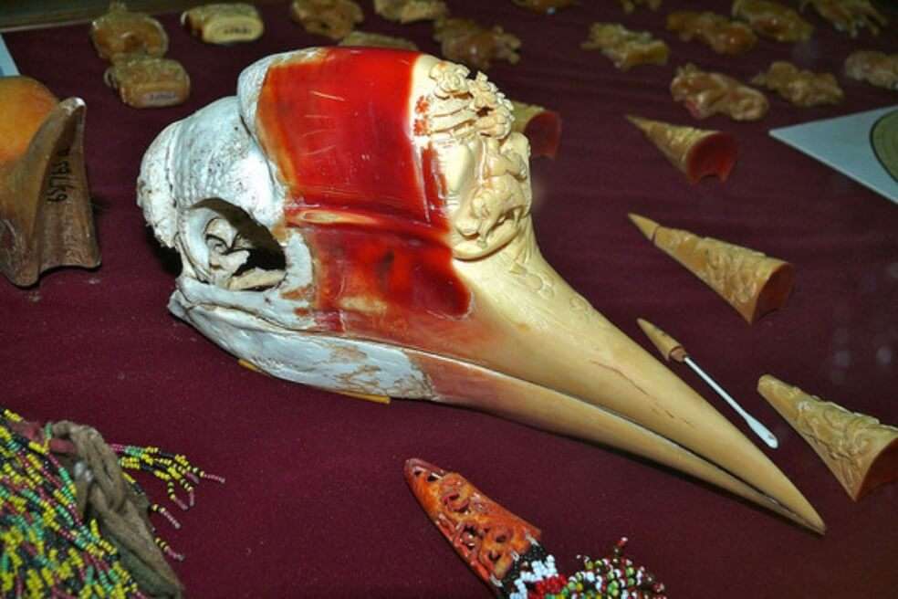 El casco del cálao de yelmo es usado para hacer grabados, por eso el ave está ahora en peligro crítico de extinción. / Bernard Dupont