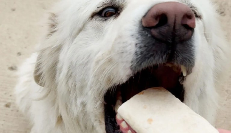 Max, el perro que caminó ocho kilómetros para repetir un desayuno