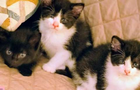 Mujer rescata tres gatitos abandonados y halla una nota desgarradora escrita por un niño