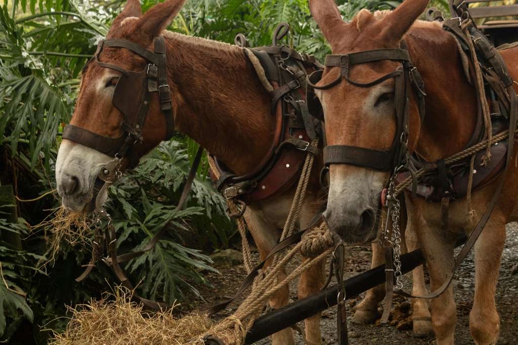 La mula es un ejemplo notable de lo que la hibridación puede lograr en la naturaleza, pero también de sus límites.
