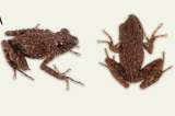 Con verrugas y ojos rojos: esta es la nueva especie de rana hallada en Madagascar