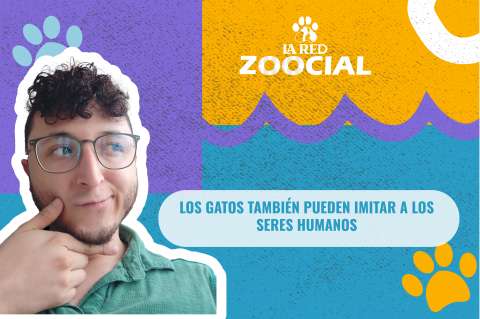 (Video) Los gatos también pueden imitar a los seres humanos