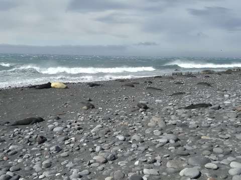 Hallan más de 8.500 crías muertas de elefantes marinos al sobrevolar con drones unas islas