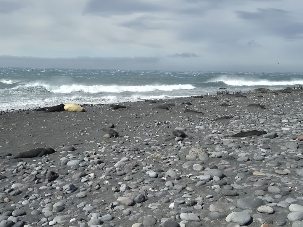 Hallan más de 8.500 crías muertas de elefantes marinos al sobrevolar con drones unas islas