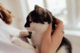 Lo que significa cuando un gato se acuesta en el pecho de su dueño