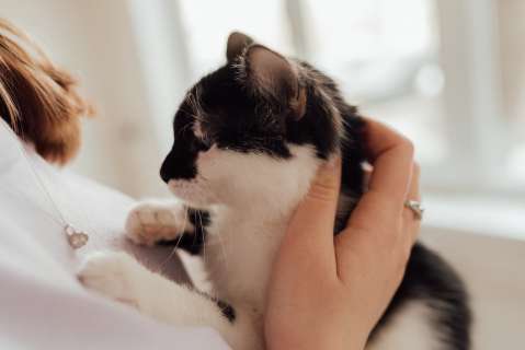 ¿Cómo ven los gatos a sus dueños?