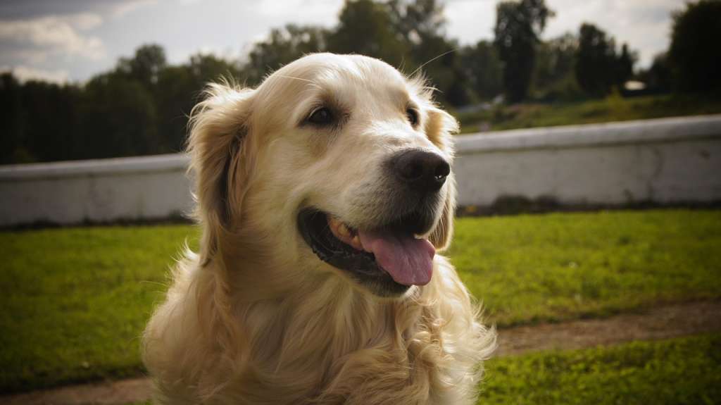 ¿Cómo saber quién es la persona favorita de un golden retriever?