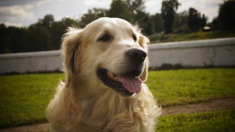Reunieron a más de 2.000 Golden Retriever en un solo lugar: esta fue la tierna razón