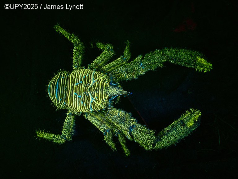 James Lynott fue nombrado Most Promising British Underwater Photographer 2025 con Fluo Spiny Squat Lobster, una imagen capturada durante una inmersión nocturna en Loch Fyne, donde logró fotografiar un fluorescente langostino escuálido espinoso.