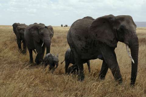 Impacto del cambio climático en los animales está "subestimado", según estudio