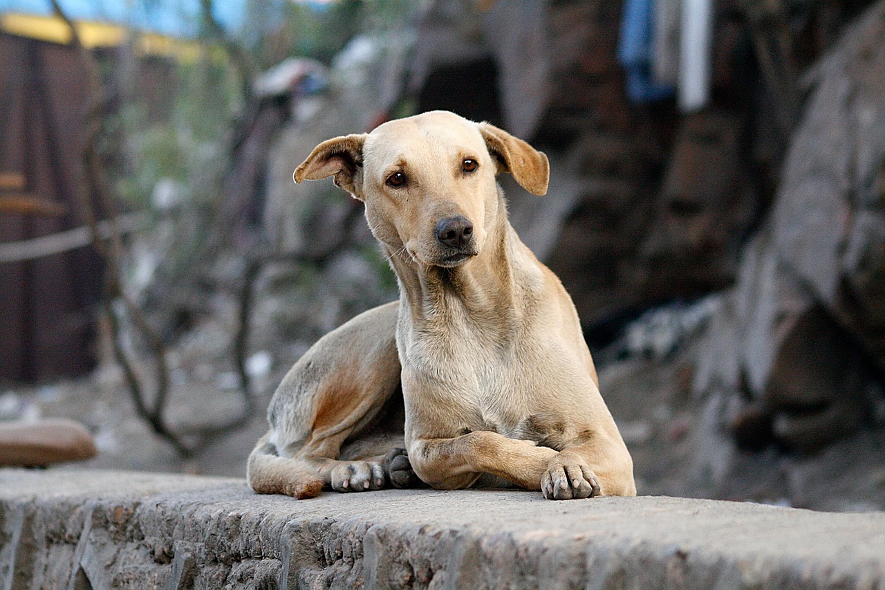 consumo de perro en Corea del Sur