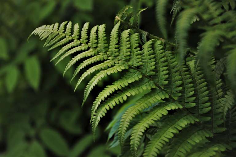 Helechos (Filicopsida, Pterophyta o Filicinae): Son ideales para aportar textura, volumen y una sensación de abundancia vegetal en cualquier espacio. Prosperan en ambientes húmedos y con luz indirecta, por lo que resultan perfectos para jardines verticales de estilo tropical.