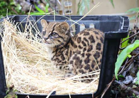 Así fue el regreso de dos pumas y dos tigrillos a su hábitat natural en Huila