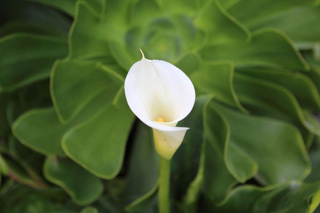 Imagen de una flor de cartucho, también conocida como cala.