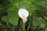 Cartuchos: una planta llena de elegancia, ideal para principiantes