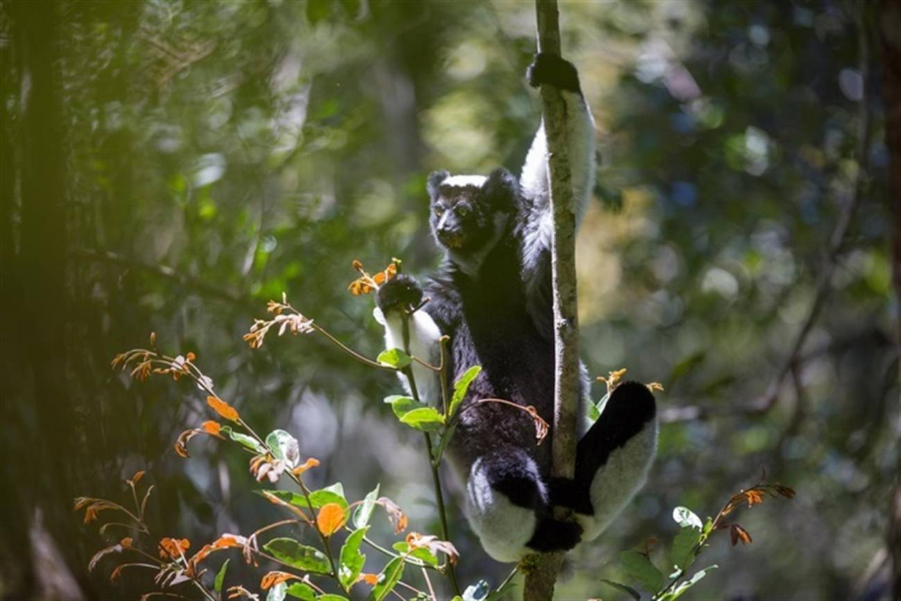 El lémur Indri indri.