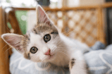 ¿Cómo da las gracias un gato?