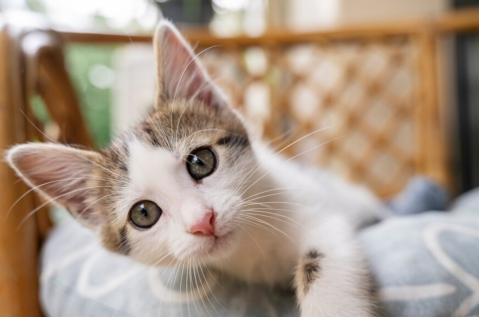 Cinco curiosidades sobre los gatos que no sabía