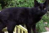 “Increíble que siga vivo”: gato negro se reencontró con su dueña luego de dos años