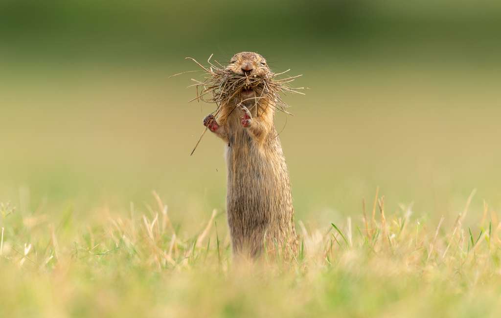 Fotografías de Comedy Wildlife Awards.