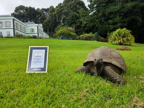 Con 194 años, esta tortuga entra a un selecto grupo de los Récords Guinness