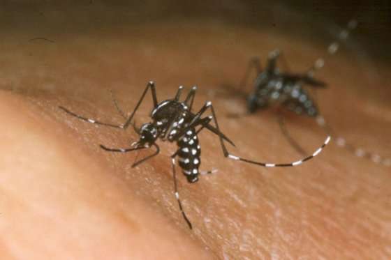 El dengue es transmitido por el mosquito Aedes aegypti.