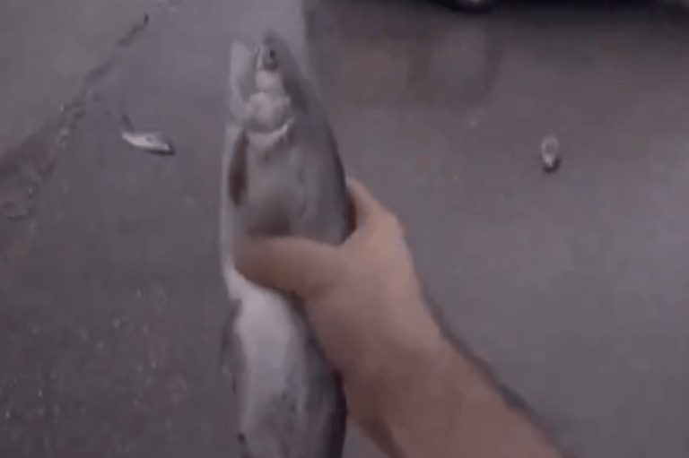 ¿Lluvia de peces en Irán? La verdad detrás de los videos virales que causaron asombro