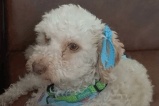 Ella es Princesa, una perrita que fue atropellada y necesita de su ayuda para recuperarse