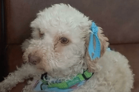 Ella es Princesa, una perrita que fue atropellada y necesita de su ayuda para recuperarse