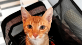 La historia del gato que se salvó a sí mismo: encontró un albergue y ahora busca un hogar