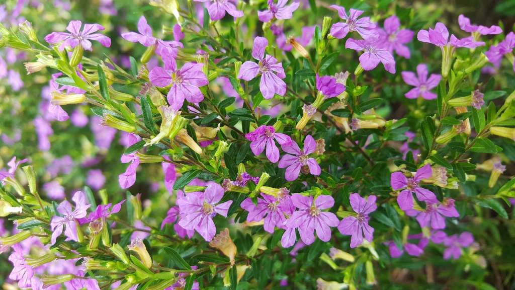 La Cuphea hyssopifolia es un arbusto ornamental compacto y perenne en climas cálidos