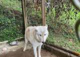 El perro lobo de Antioquia, una especie híbrida que nadie sabe cómo regular