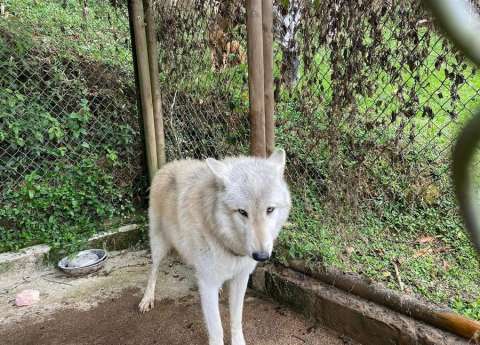 El perro lobo de Antioquia podrá seguir viviendo con su familia