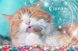 Chocolate, helado, limón y otros alimentos que no deberías darle a tu gato
