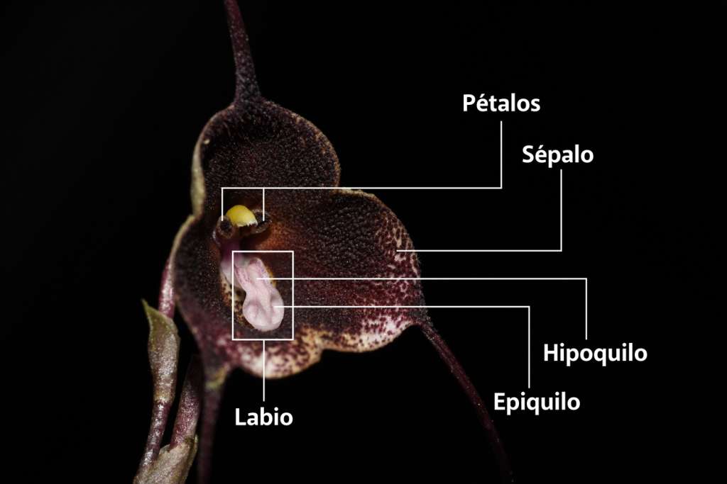 Partes principales de la flor de la Drácula colombiana. Foto: cortesía
