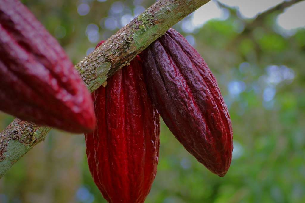 Una de esas iniciativas arrancó con la firma del acuerdo de paz, se llama Cacao, Bosques y Paz